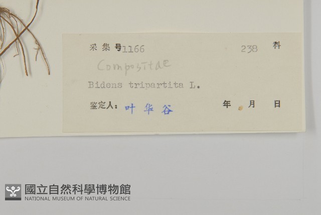 狼把草藏品圖，第3張
