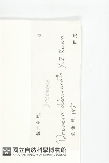 長柱茅膏菜藏品圖，第3張