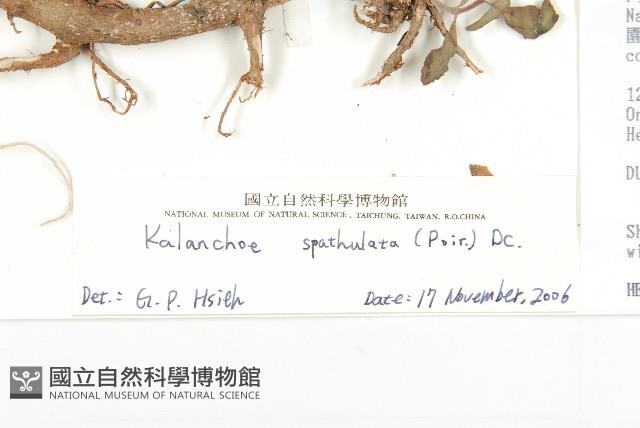 倒吊蓮、匙葉燈籠草藏品圖，第3張