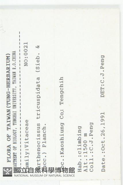 絞股藍藏品圖，第2張