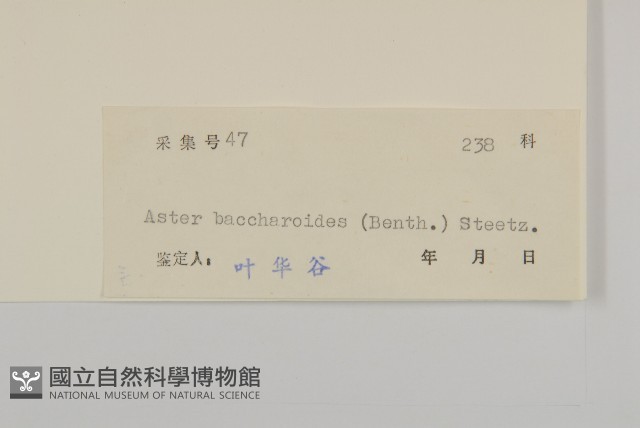 白舌紫菀藏品圖，第3張