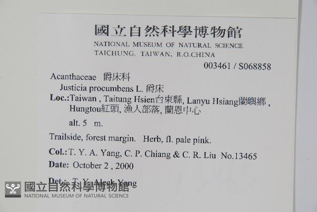 爵床藏品圖，第2張