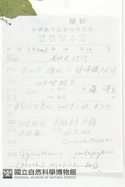 絞股藍藏品圖，第2張