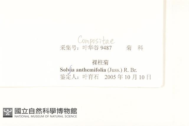 假吐金菊藏品圖，第3張