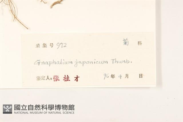 父子草、天青地白藏品圖，第3張