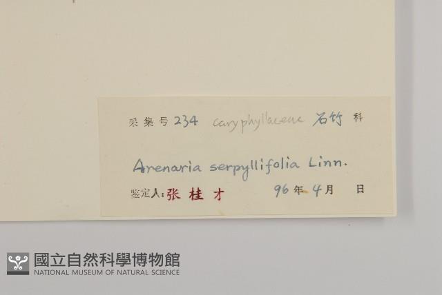 無心菜、鵝不食草藏品圖，第3張