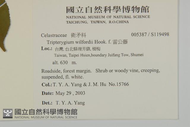 雷公藤藏品圖，第2張