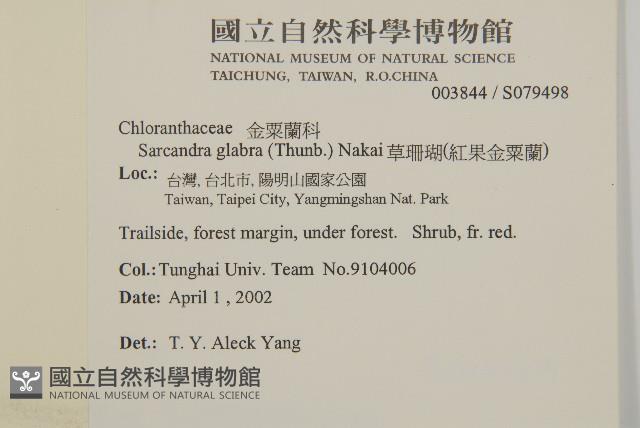 草珊瑚、紅果金粟蘭藏品圖，第2張