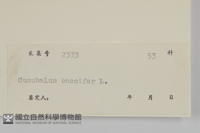 狗筋蔓藏品圖，第3張