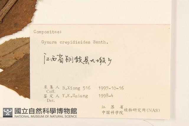 野茼蒿藏品圖，第3張