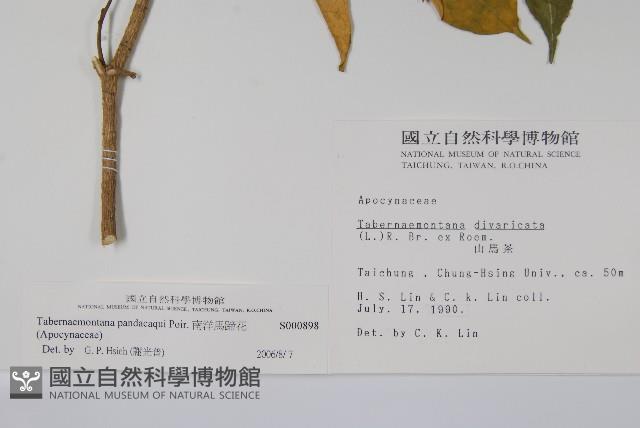 南洋馬蹄花藏品圖，第2張