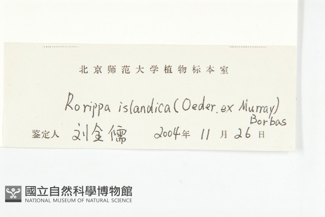 鳳花菜藏品圖，第3張
