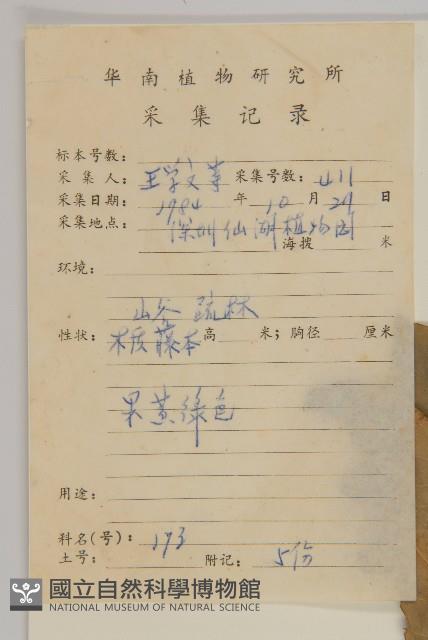 大葉南蛇藤藏品圖，第2張