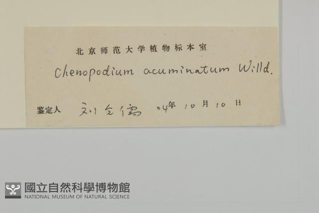 變葉藜藏品圖，第3張