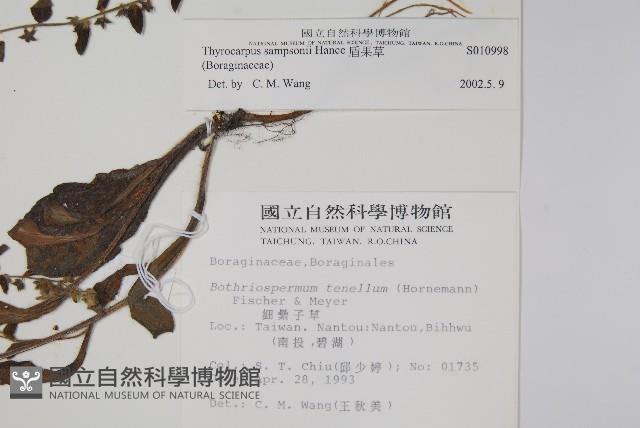 盾果草藏品圖，第2張