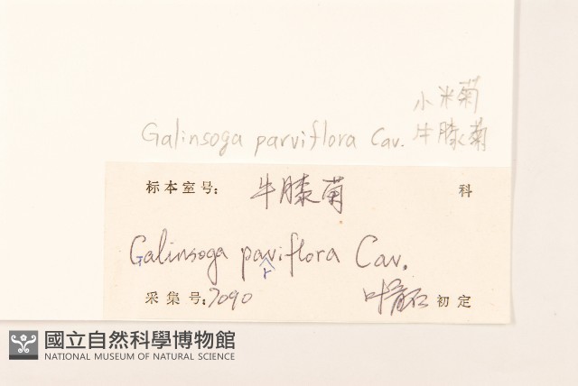 小米菊藏品圖，第3張