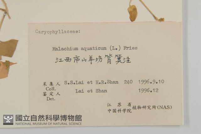 牛繁縷藏品圖，第3張