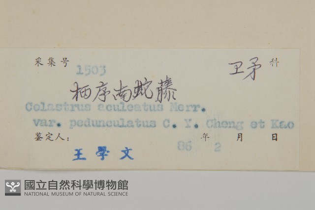 柄序南蛇藤藏品圖，第3張