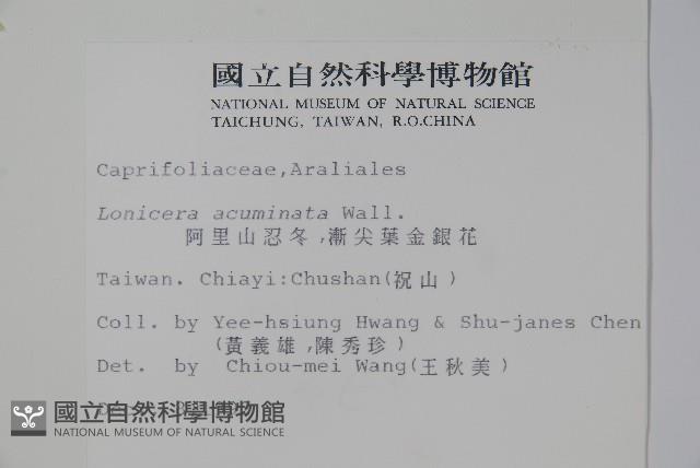 阿里山忍冬、漸尖葉忍冬藏品圖，第2張