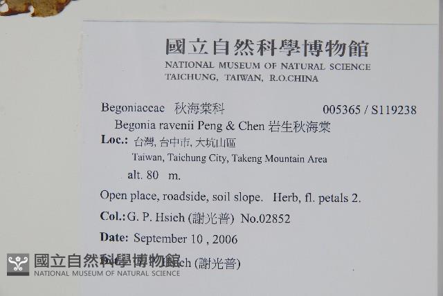 岩生秋海棠藏品圖，第2張