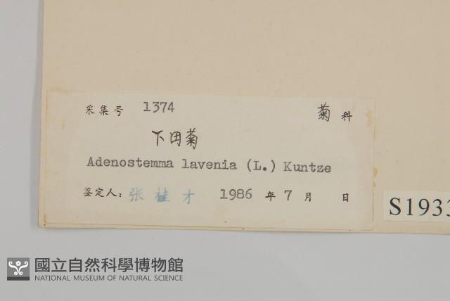 下田菊藏品圖，第3張