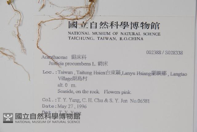 爵床藏品圖，第2張