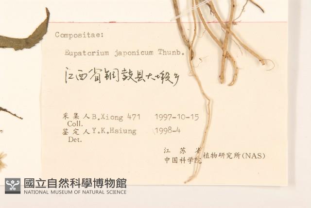 佩蘭、澤蘭藏品圖，第3張