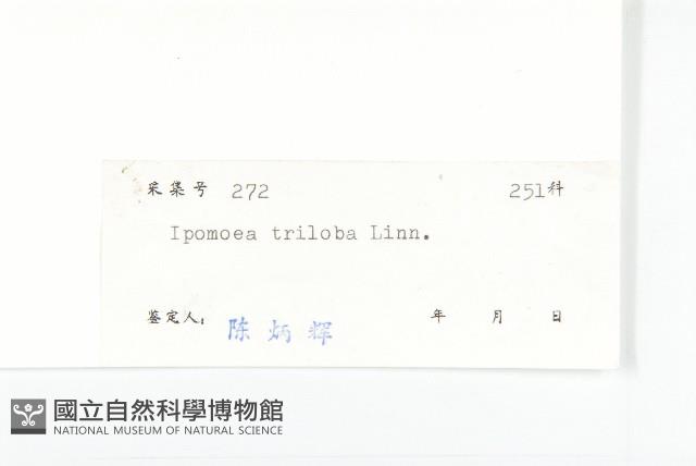 紅花野牽牛藏品圖，第3張