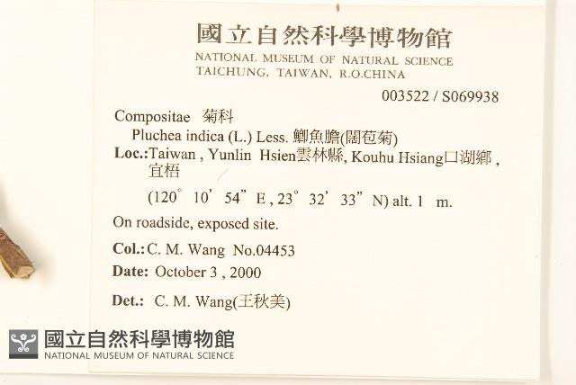 鯽魚膽、闊苞菊藏品圖，第2張