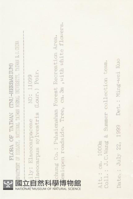 杜英、山杜英、蘭嶼杜英藏品圖，第2張