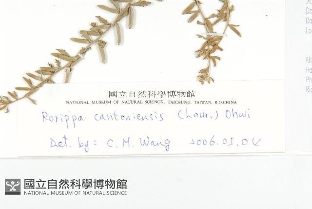 廣東葶藶藏品圖，第3張