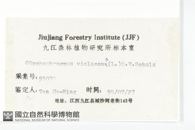 諸葛菜藏品圖，第3張