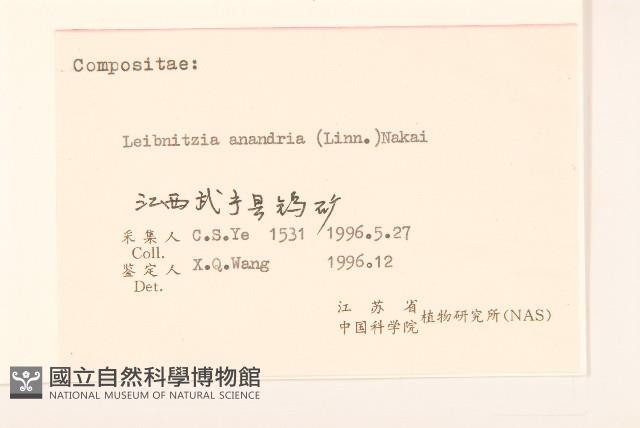 大丁草藏品圖，第3張