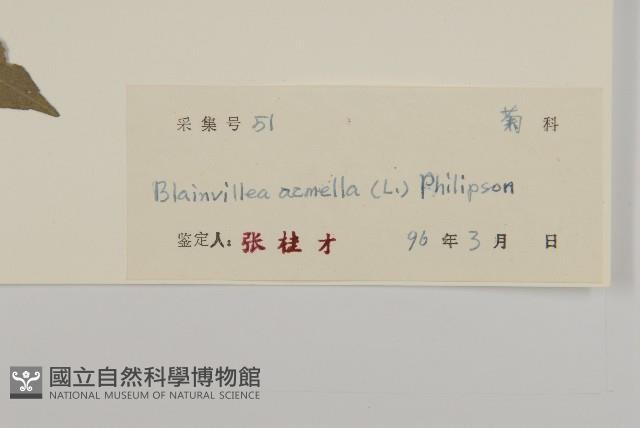 異芒菊藏品圖，第3張