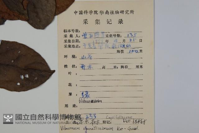 珊瑚樹藏品圖，第2張