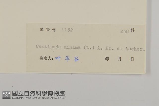 石胡荽、吐金草藏品圖，第3張