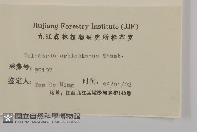 南蛇藤藏品圖，第3張