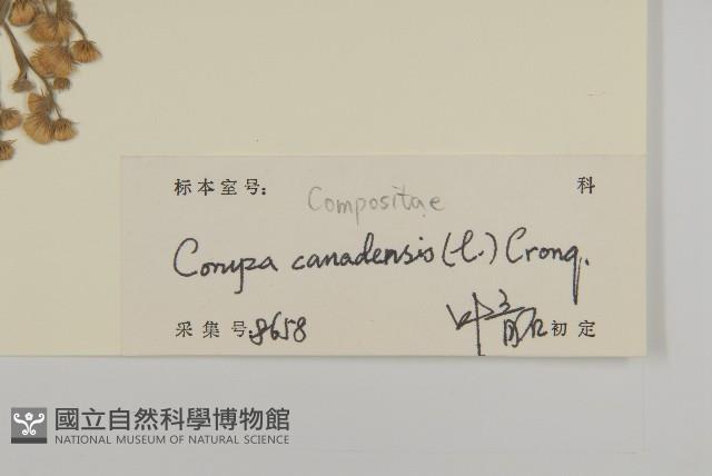 加拿大蓬藏品圖，第3張