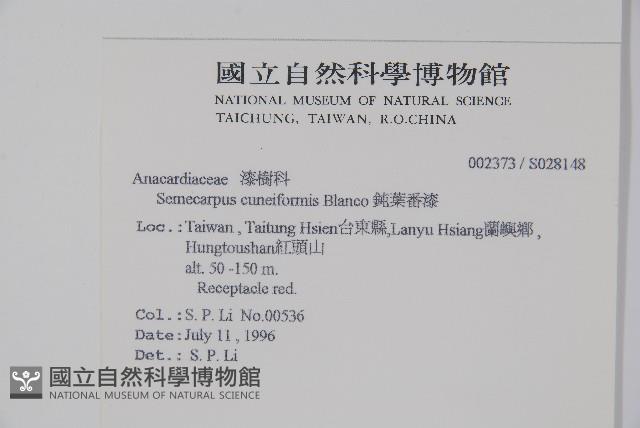 鈍葉大果漆, 小葉大果漆藏品圖，第2張