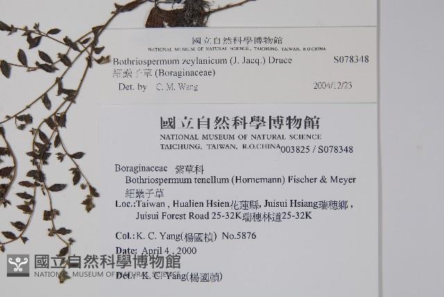 細纍子草藏品圖，第2張