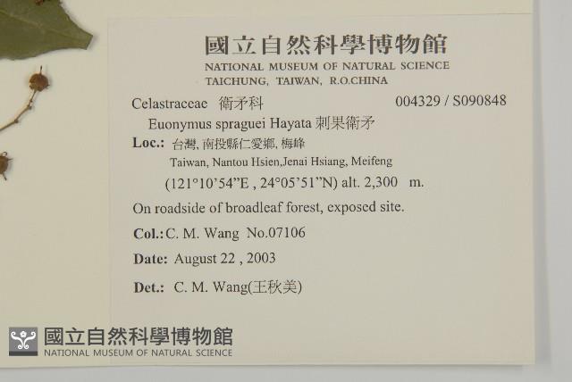 刺果衛矛藏品圖，第2張