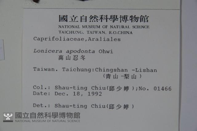 無梗忍冬藏品圖，第2張