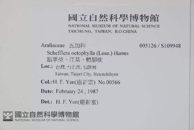 鵝掌柴、江某、鴨腳樹藏品圖，第2張