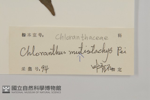 多穗金粟蘭藏品圖，第3張