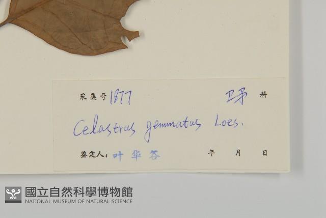 哥蘭葉藏品圖，第3張