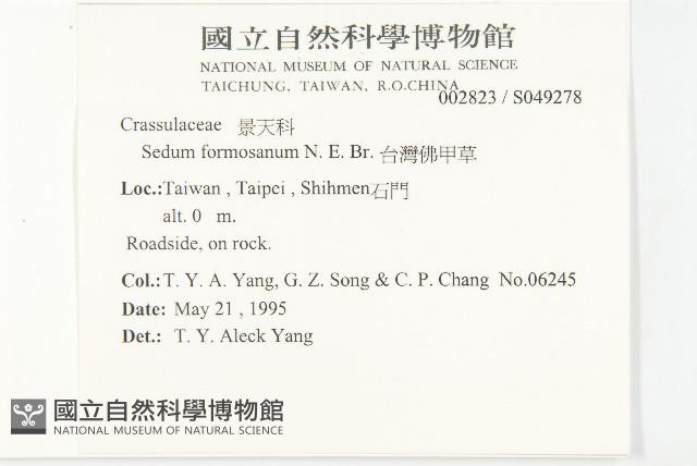 台灣佛甲草、石板菜藏品圖，第2張