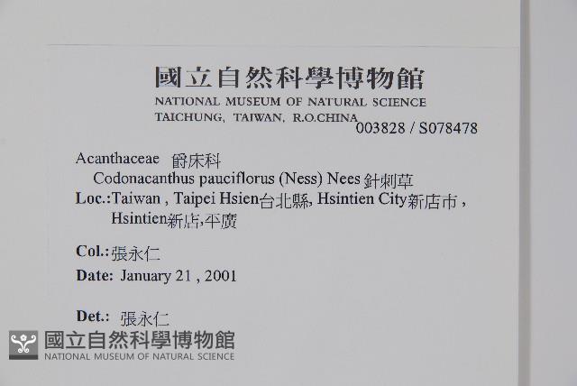 針刺草藏品圖，第2張