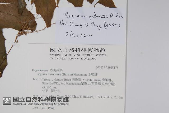 裂葉秋海棠藏品圖，第2張