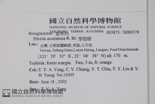 厚殼樹藏品圖，第2張