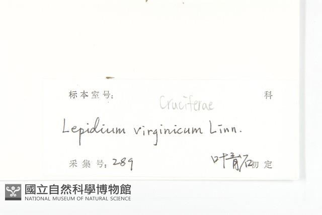 獨行菜藏品圖，第3張